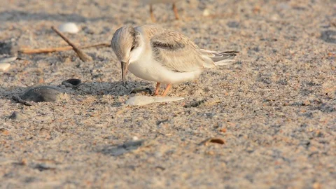 Least Tern chick looking around Stockbeeldmateriaal 113215738