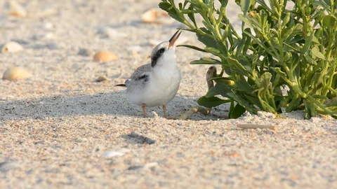 Least Tern chick pecking at shrub 스톡 동영상 113215741