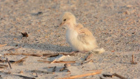 Least Tern chick preening Stock Footage 113215729