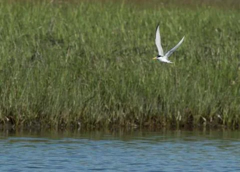 Least Tern in flight Stock Photos