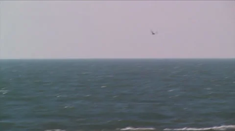 Least Tern flying over the pacific ocean at Channel Islands National Park 스톡 동영상 38317435