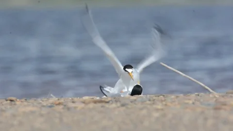 Least tern. Sex Stock Footage 76860446
