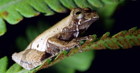 Least tree frog (Dendropsophus parviceps) Stock Footage 107951334