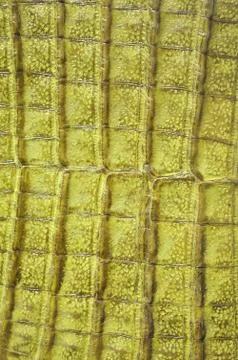 Leather background Stock Photos