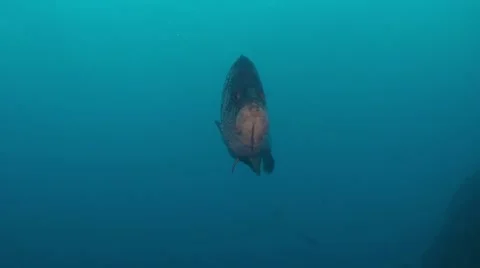 Leather bass passing close in front of camera, pacific ocean 스톡 동영상 8360010