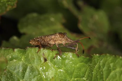 Leather bug, Coreus marginatus, dock bug Stock Photos