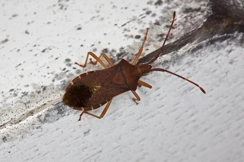 Leather bug, Coreus marginatus, squash bug Stock Photos