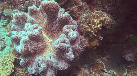 Leather coral Stock Footage 23469242