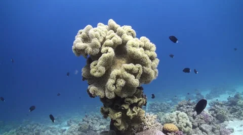 Leather coral Stock Footage 33531207