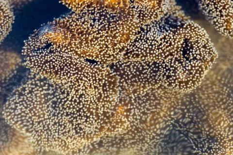 Leather coral polys Stock Photos