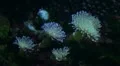 Leather Corals 20111120 184417 HD Footage