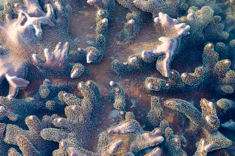 Leather corals Stock Photos