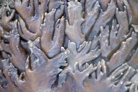 Leather corals Stock Photos