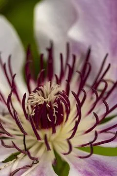 Leather Flower Foto stock