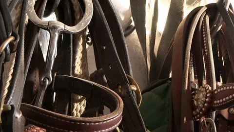 Leather horse tack Stock Footage 116441312