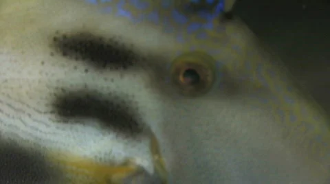 Leather jacket or Trigger Fish Stock Footage 271584