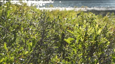 Leather Leaf Shrub Close Up and Lake Stock Footage 52947624