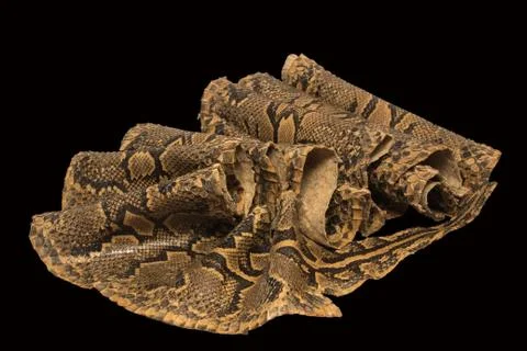 Leather snake on a black background 写真素材
