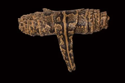 Leather snake coiled on a black background 스톡 사진