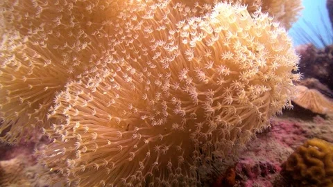 Leather soft Coral Stock Footage 257768413