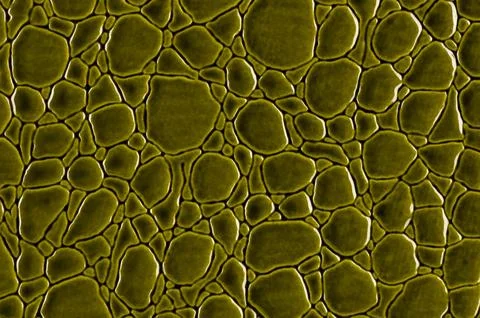 Leather texture and background. Stock Photos