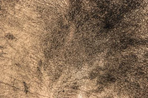 Leather texture closeup Stock Photos