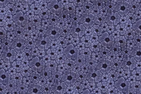 Leather texture Stock Photos