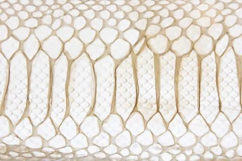 Leather texture of snakes backlit by light. Stock Photos