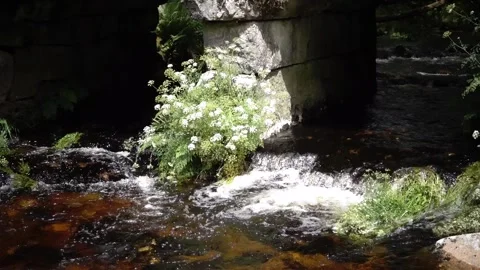 Leather Tor Bridge Dartmoor Devon England. Stock Footage 134401937