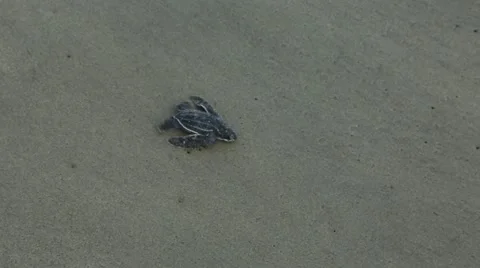 Leatherback hatchling crawls across frame 動画素材 42150609