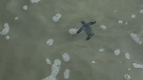 Leatherback hatchling swims 動画素材 42150615