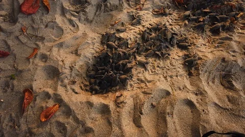 Leatherback hatchlings about to start life in the ocean and try to avoid Stock Footage 115342643