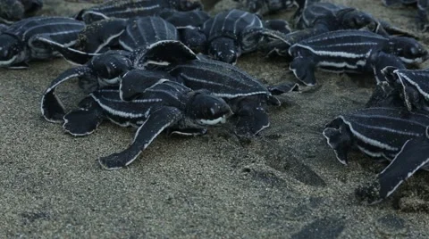 Leatherback hatchlings crawl along beach 動画素材 42150285