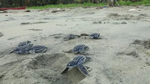 Leatherback hatchlings crawl along beach 動画素材 42150366