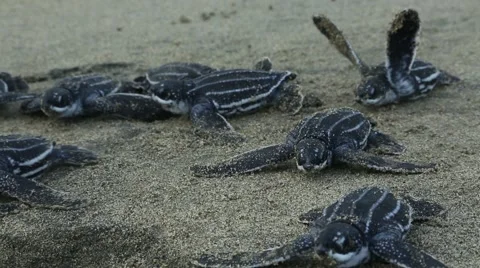 Leatherback hatchlings crawl along beach 動画素材 42150575