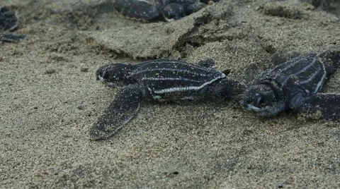 Leatherback hatchlings crawl along beach 動画素材 42150591