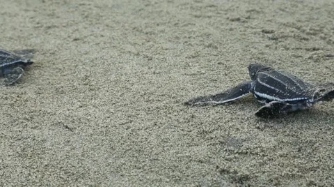Leatherback hatchlings crawl along beach 動画素材 42150660