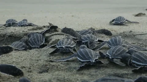 Leatherback hatchlings crawl toward surf 動画素材 42150311