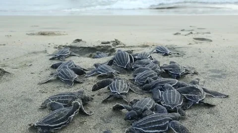 Leatherback hatchlings crawl toward surf 動画素材 42150321