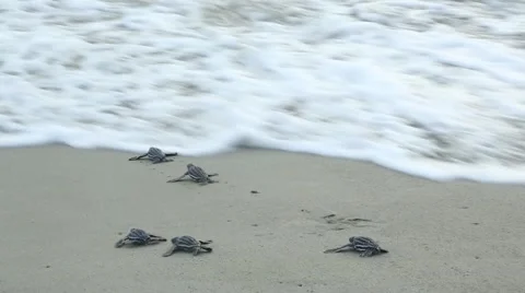 Leatherback hatchlings crawl toward surf 動画素材 42150446