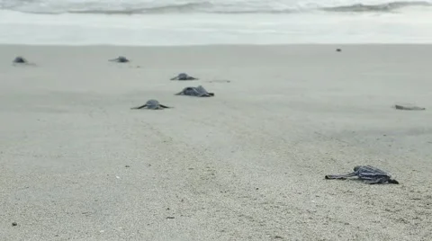 Leatherback hatchlings crawl toward surf 動画素材 42150496