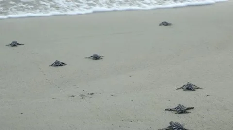 Leatherback hatchlings crawl toward surf 動画素材 42150535