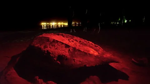 Leatherback sea turtle, after laying eggs on the beach, goes to sea. Stock Footage 269772391