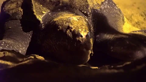 The leatherback sea turtle covers and masks the nest on a beach in Tobago. Stock Footage 309300506