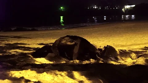 Leatherback sea turtle covers nest with eggs after laying eggs on sandy beach. Stock Footage 286869501