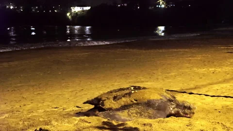 The leatherback sea turtle has come out on the beach to lay eggs. Stock-Footage 296481015