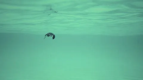 Leatherback Sea Turtle Hatchling swimming in ocean underwater in Miami, Flori Stock Footage 312469843