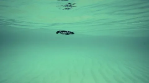 Leatherback Sea Turtle Hatchling swimming in ocean underwater in Miami, Flori Stock Footage 312469863