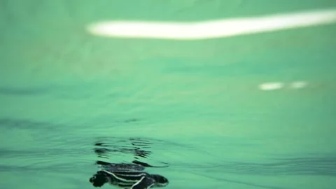 Leatherback Sea Turtle Hatchling swimming in ocean underwater in Miami, Flori Stock Footage 312469876