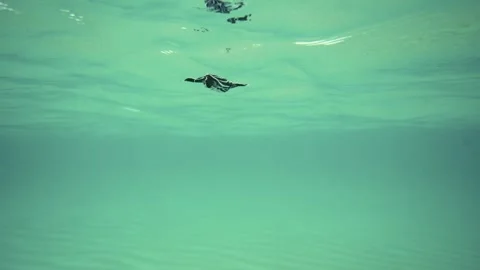 Leatherback Sea Turtle Hatchling swimming in ocean underwater in Miami, Flori Stock Footage 312469895